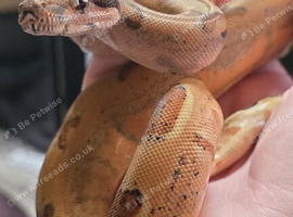 Female baby boa POS super hype het khal albino