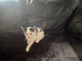 Kittens