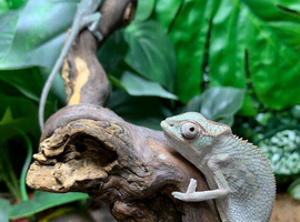 Sambava Male Panther Chameleon at Birmingham Reptiles