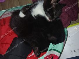 1 f tuxedo left