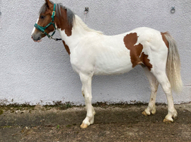 Coloured yearling gelding