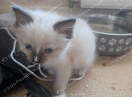 4 ragdolls