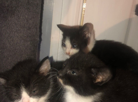 Kittens
