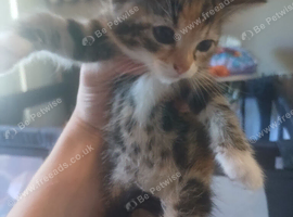 Female kitten