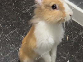 Beautiful Rex Lionhead Rabbit &ndash; Loving Home Wanted