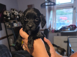 Beautiful cocker spaniel puppies