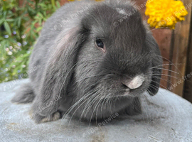Gorgeous mini lops ready now