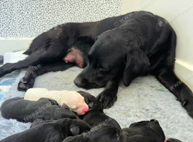 Labrador x Whippet Puppies!