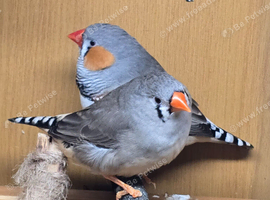 Pair of Zebra Finches