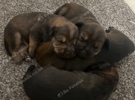 BORDER TERRIER X BEDLINGTON TERRIER