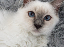 TICA Registered Pedigree Lilac Point/Mitted