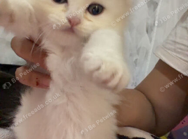 British shorthair kittens