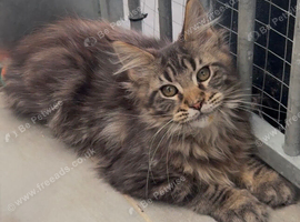 XL beautiful maine coon kittens