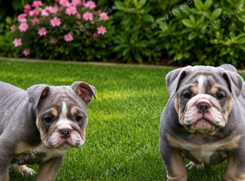 READY TO LEAVE! Lilac females