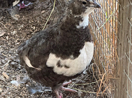 Quail Hatching eggs