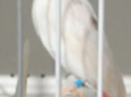 Wanted: White-cheeked bulbul
