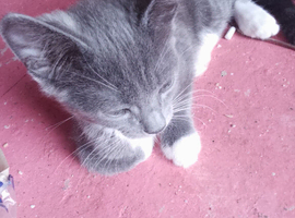 Grey