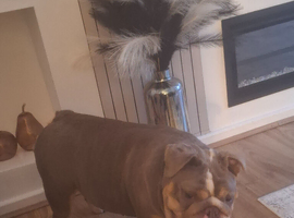 English bulldog female