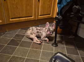 Male merle french bulldog