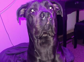 Cane corso for sale