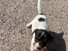 Border Lakeland / Jack Russell