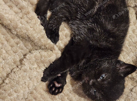 4 kittens