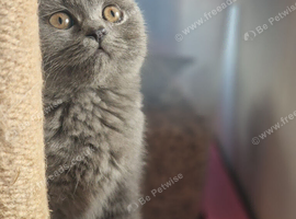 Beautiful blue British shorthair girl