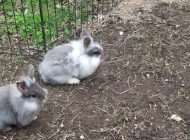 Beautiful Mini Lion lops 2 girls left