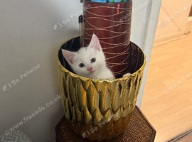 Khao Manee male