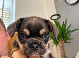 Beautiful Lilac French Bulldog &times; Toy Poodle Puppy - 13 Weeks Old