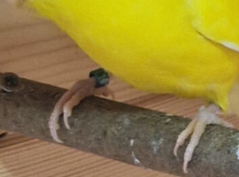 Kakarikis