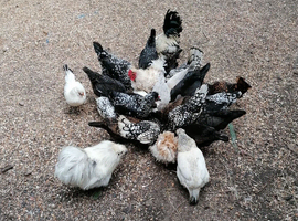 Young cockerals