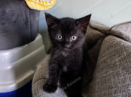 Beautiful kittens, forever homes wanted.