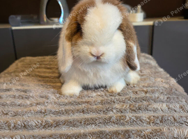 Stunning pure bred minilop