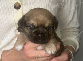 Jack shu puppies