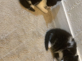 kittens