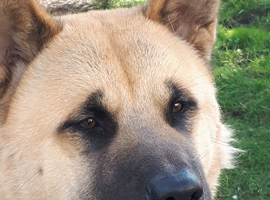 1yr old male japanese akita