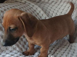 Dachshund X Jack Russell puppies JACKSHUNDS