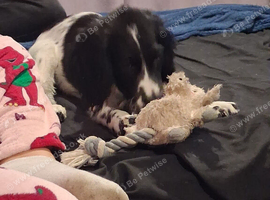 16 week old puppy