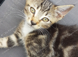11‑week‑old boy kitten &mdash; ready now