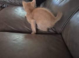 8 week old kittens