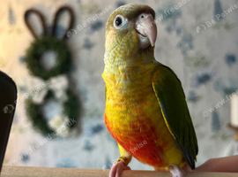 Green cheek conure wanted