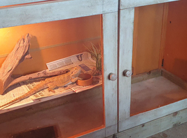 2.5 year old Bearded dragon