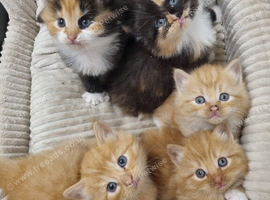 Kittens for sale
