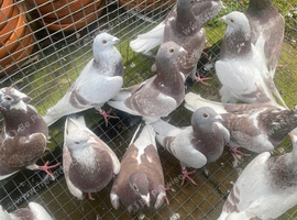 Bricoux pigeons