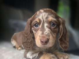 Miniature dachshund puppies