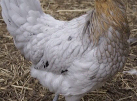 POINT OF LAY HENS. BLUE EGGERS, OLIVE EGGERS, RAINBOW EGGERS AND MORE!