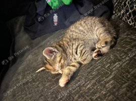 Tabby kitten stunning