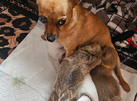 Beautiful Pomchi puppys