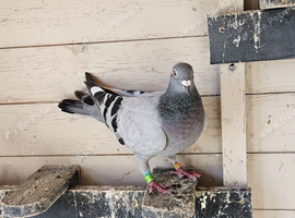 for sale pair blue racers